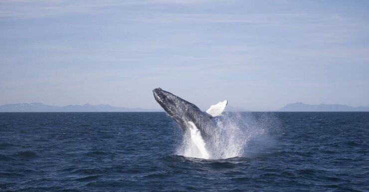 Reykjavik: 3-Hour Whale Watching Tour - Experience Highlights