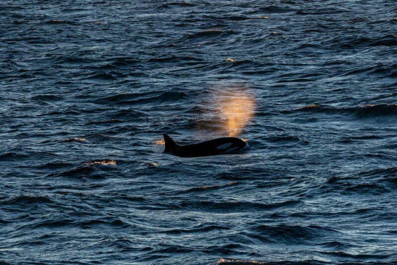 Reykjavik: 9pm Whale Watching Cruise in the Arctic Sun - Good To Know: