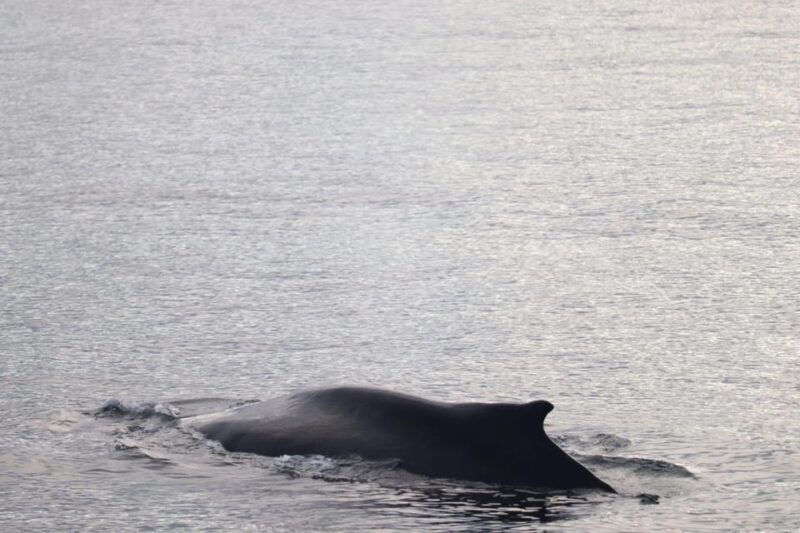 Reykjavik: 9pm Whale Watching Cruise in the Arctic Sun - An In-Depth Look at the Reykjavik 9pm Whale Watching Cruise  