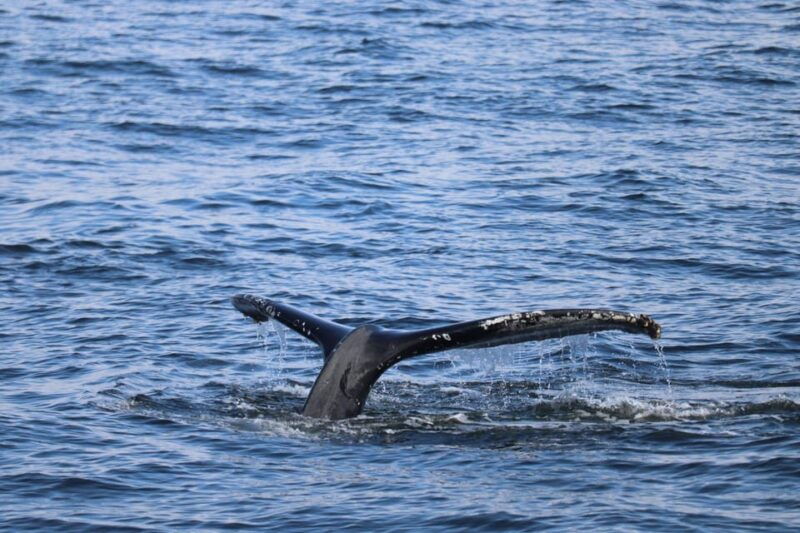 Reykjavik: 9pm Whale Watching Cruise in the Arctic Sun - Who Will Love This Tour?  