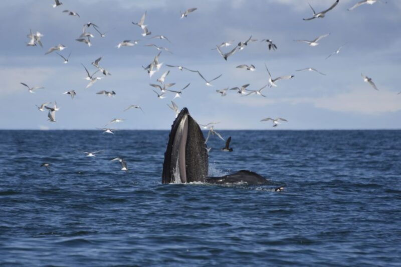 Reykjavik: ATV Ride & Whale Watching Boat Tour - What to Expect at Each Stop
