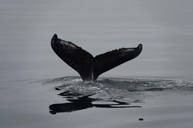 Reykjavík Bay Arctic Rose Whale Watching Excursion - Overview and Features