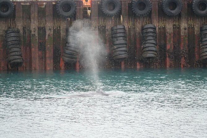 Reykjavík Bay Arctic Rose Whale Watching Excursion - End Point