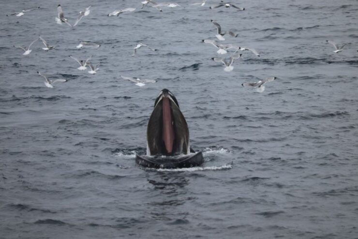 Reykjavik: Best Value Whale Watching Boat Tour - Activity Details