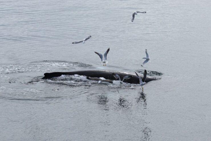 Reykjavik: Best Value Whale Watching Boat Tour - Experience Highlights
