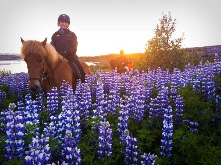 Reykjavik: Evening Sleipnir Horse Riding Tour with Pickup - Who Would Love This Tour?