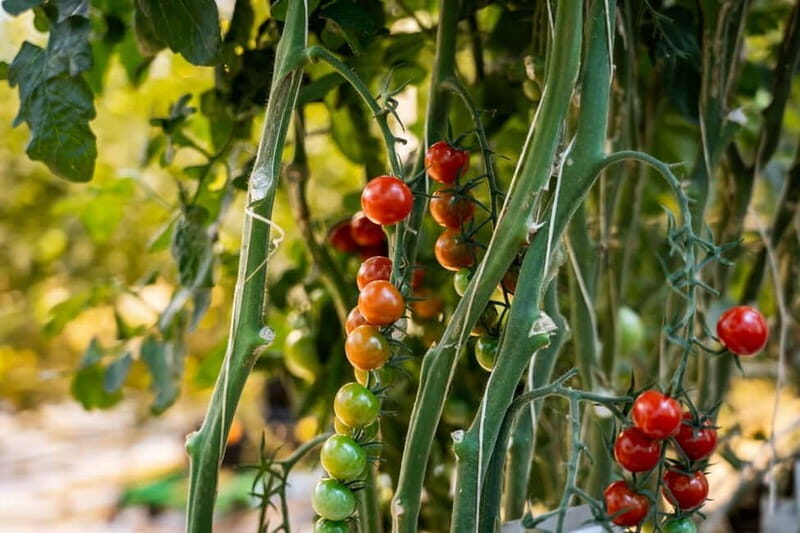 Reykjavik: Full-Day Golden Circle & Geothermal Greenhouse - Geysir – Witnessing Earth’s Fiery Power