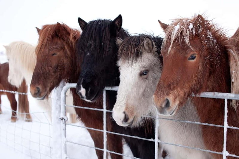 Reykjavik: Full-Day Golden Circle & Geothermal Greenhouse - Gullfoss Waterfall – One of Iceland’s Most Dramatic Cascades