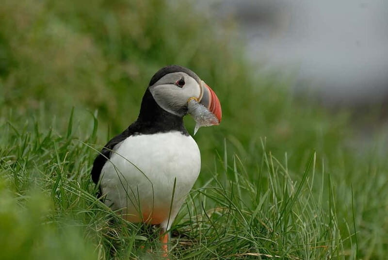 Reykjavík: German-speaking shore excursion South Iceland in a small group - FAQ