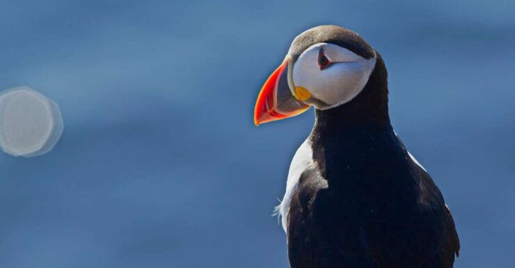 Reykjavik: Half-Day Whales and Puffins Cruise Combo Tour - Tour Overview