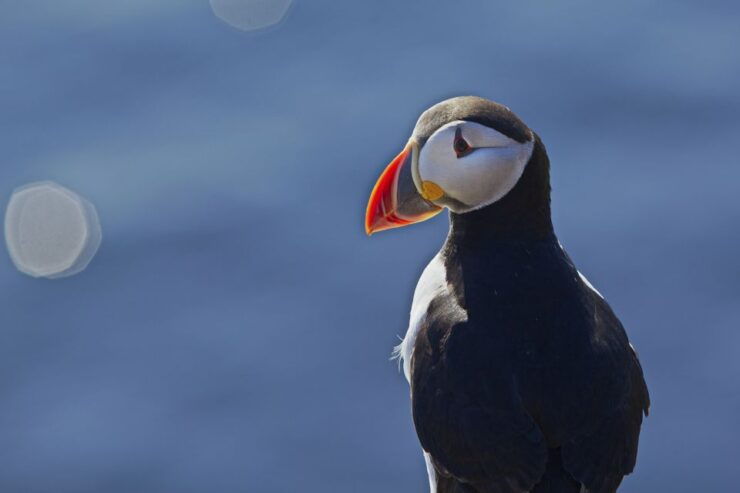 Reykjavik: Half-Day Whales and Puffins Cruise Combo Tour - Experience Highlights