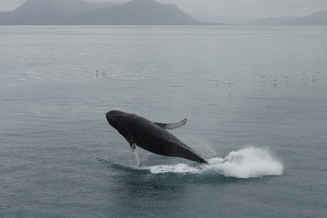 Reykjavik: Minke and Humpback Whale-Watching Tour - Inclusions and Tour Features