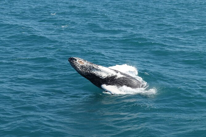 Reykjavik: Minke and Humpback Whale-Watching Tour - Accessibility and Expectations