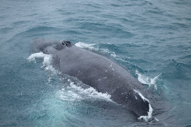 Reykjavik: Minke and Humpback Whale-Watching Tour - Cancellation Policy and Weather Conditions