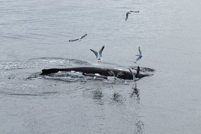 Reykjavik: Minke and Humpback Whale-Watching Tour - Common Questions