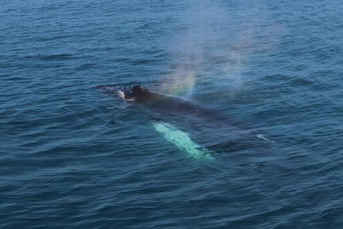 Reykjavik: Minke and Humpback Whale-Watching Tour - The Sum Up