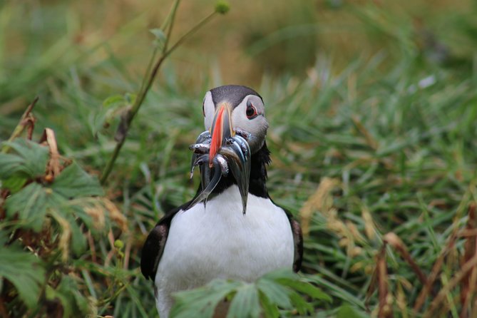 Reykjavik Premium Puffin Tour Close up and Personal - Refund Policy
