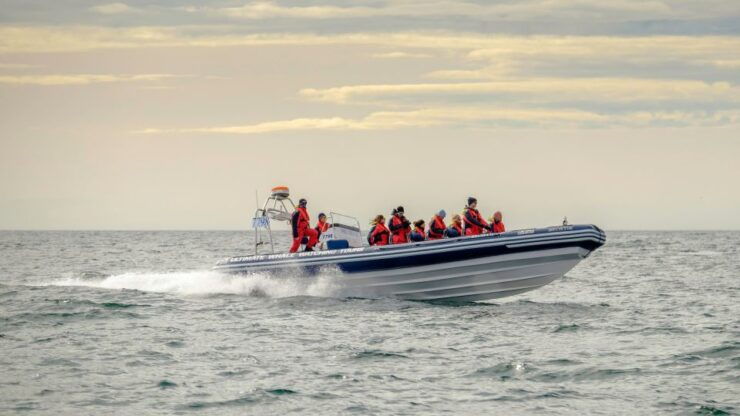 Reykjavik: Premium Whale and Puffin Watching Evening Tour - Booking Information