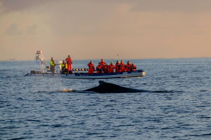 Reykjavik: Premium Whale Watching With Flexible Ticket - Experience Highlights