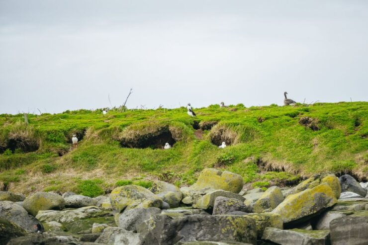 Reykjavik: Puffin Watching Boat Tour - Experience Details