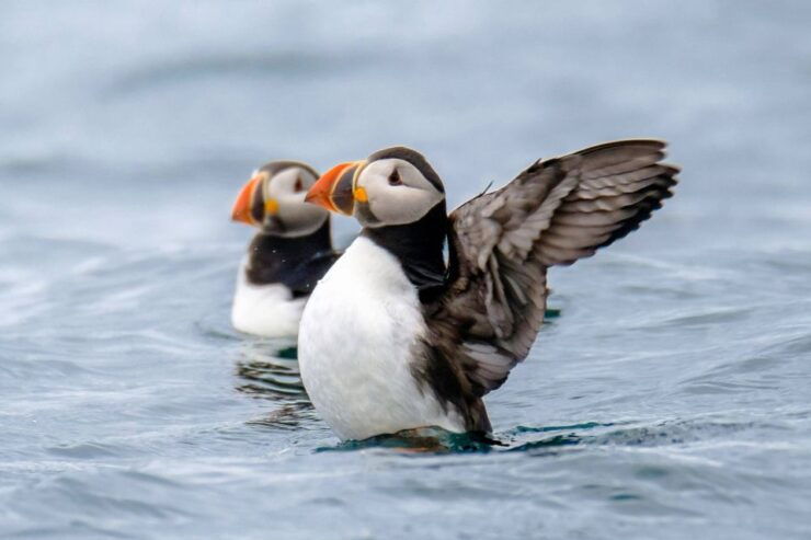Reykjavík: RIB Speed-Boat Puffin Watching Tour - Activity Details
