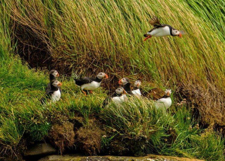 Reykjavík: RIB Speed-Boat Puffin Watching Tour - Experience Highlights