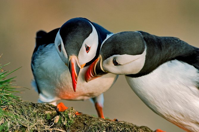 Reykjavik Shore Excursion: Puffin Sightseeing Cruise - Overview and Logistics