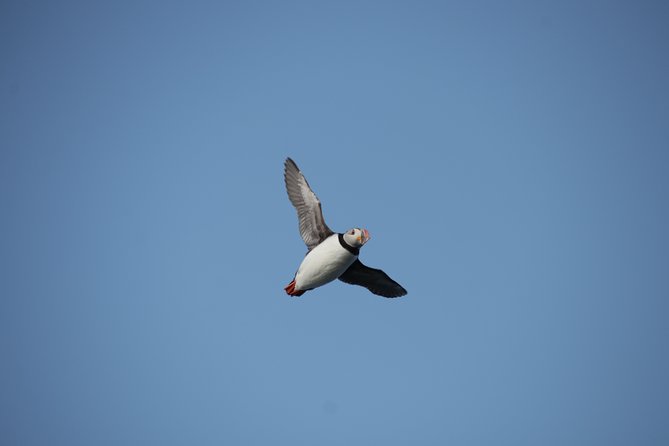Reykjavik Shore Excursion: Puffin Sightseeing Cruise - Seasonal Considerations for Puffin Sightings