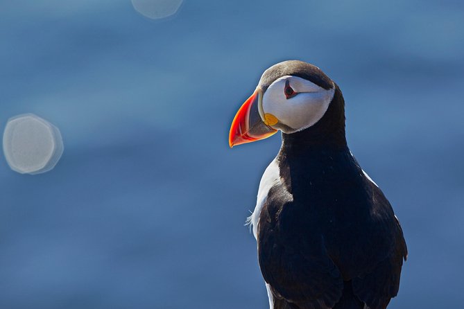 Reykjavik Shore Excursion: Puffin Sightseeing Cruise - Feedback and Reviews From Visitors
