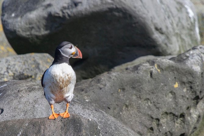 Reykjavik Shore Excursion: Puffin Sightseeing Cruise - Island Exploration and Surroundings