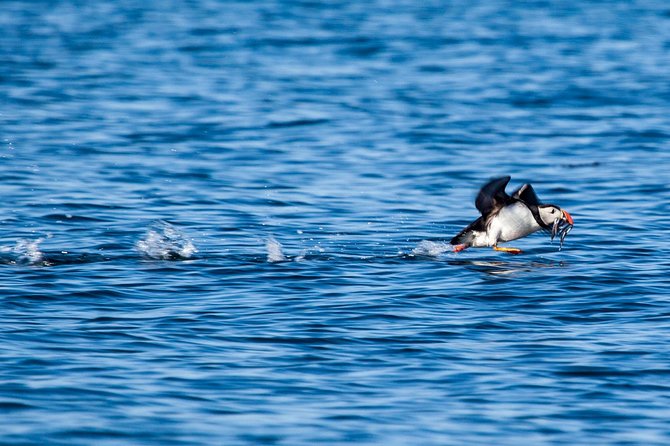 Reykjavik Shore Excursion: Puffin Sightseeing Cruise - Additional Information and Booking Details