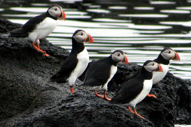 Reykjavik Shore Excursion: Puffin Sightseeing Cruise - Common Questions