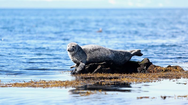 Reykjavik Sightseeing Tour - Arnarstapi and Hellnar bring cliffs and folklore