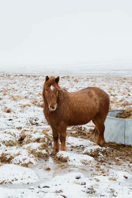 Reykjavik: Silver Circle + Ice Tunnel, Baths, or Lava Cave - What We Think About the Value