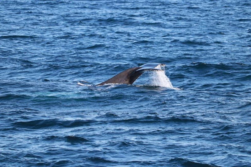 Reykjavik: Snæfellsnes Peninsula & Whale Watching Tour - Good To Know