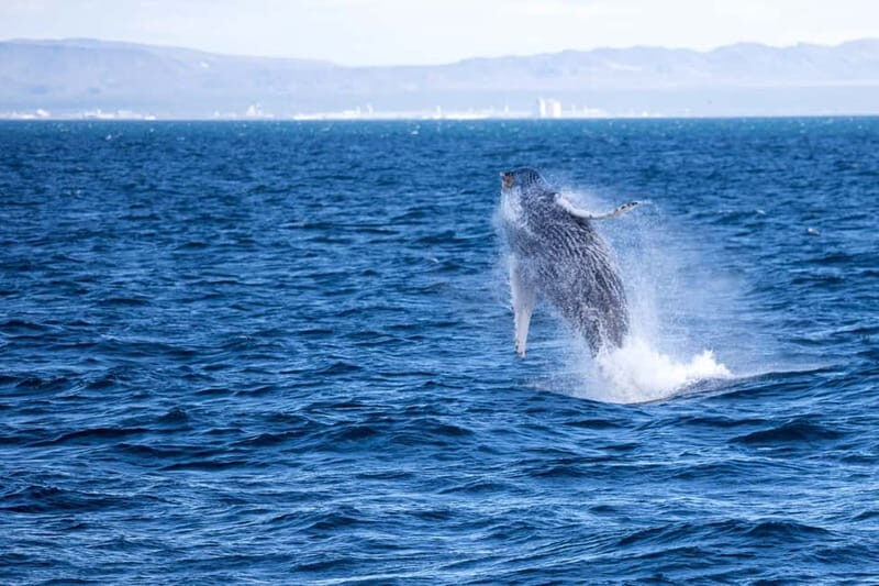 Reykjavik: Snæfellsnes Peninsula & Whale Watching Tour - An In-Depth Look at the Snæfellsnes & Whale Watching Adventure