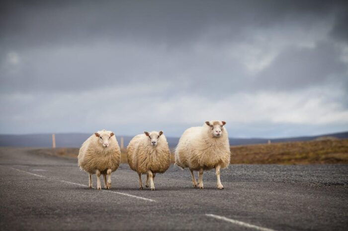 Reykjavík: Southern Iceland 6-Day Self-Drive Tour - FAQ