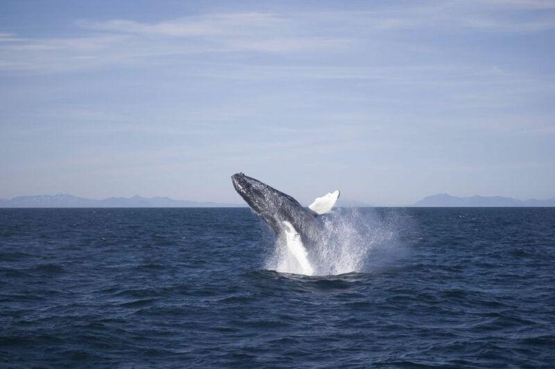 Reykjavik: the Original 3-Hour Whale Watching Tour - Good To Know