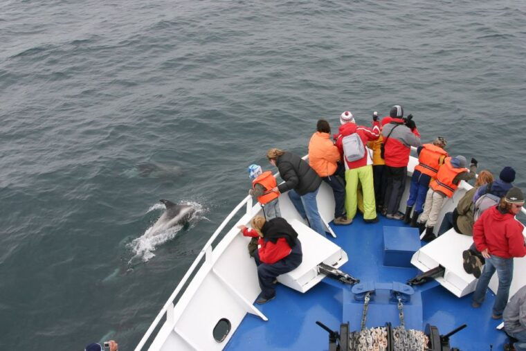 Reykjavik: the Original 3-Hour Whale Watching Tour - Who Should Consider This Tour?