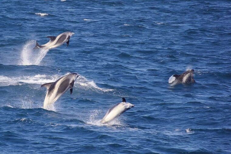 Reykjavik: the Original 3-Hour Whale Watching Tour - Final Thoughts
