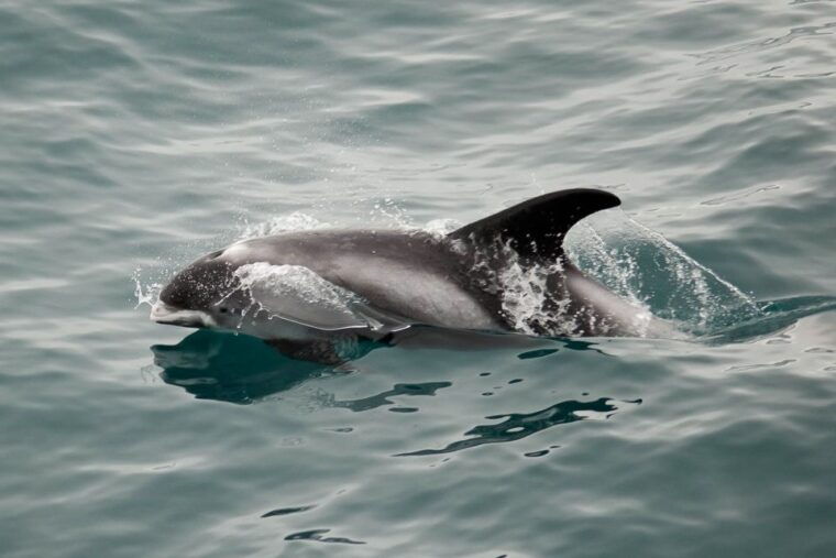Reykjavik: the Original 3-Hour Whale Watching Tour - FAQ