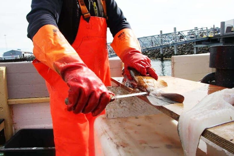 Reykjavik: Traditional Sea Fishing with BBQ Feast - The Full Experience: What to Expect from the Tour