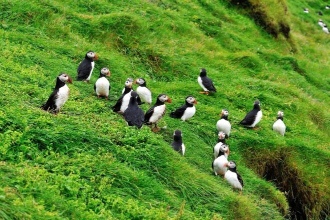 Reykjavik - Westman Islands (Bus Transfer to Landeyjahöfn) - Additional Costs and Options