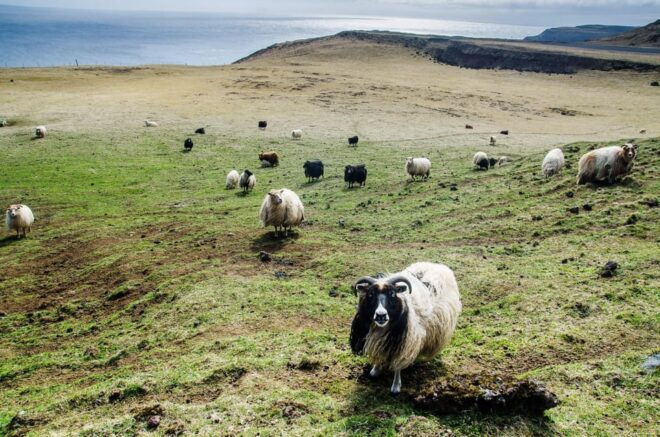 Reykjavik - Westman Islands (Bus Transfer to Landeyjahöfn) - Visitor Information and Reviews