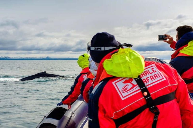 Reykjavik: Whale and Puffin Watching RIB Boat Tour - What is the Reykjavik Whale and Puffin RIB Tour?