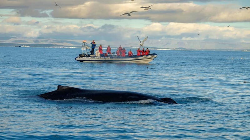 Reykjavik: Whale and Puffin Watching RIB Boat Tour - The Itinerary and Experience