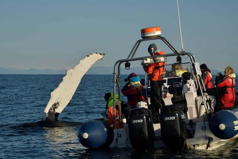 Reykjavik: Whale and Puffin Watching RIB Boat Tour - Pricing and Overall Value