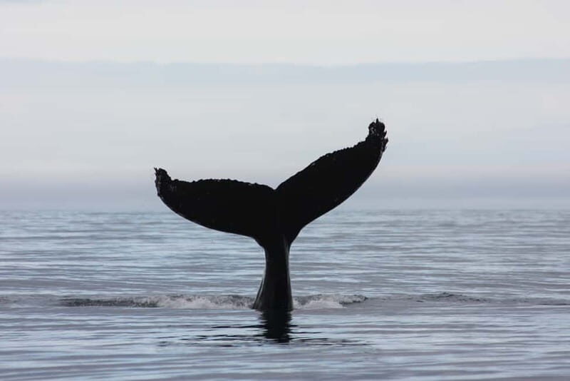 Reykjavik: Whale and Puffin Watching RIB Boat Tour - Authentic Encounters Shared by Travelers