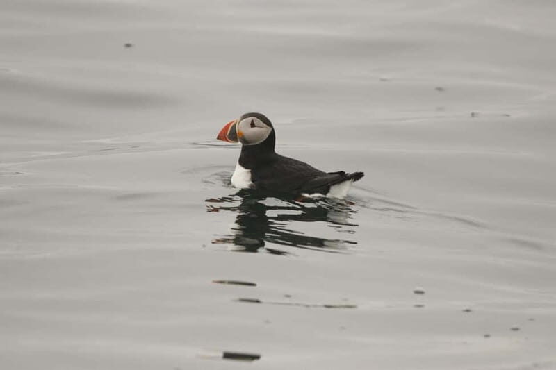 Reykjavik: Whale and Puffin Watching RIB Boat Tour - The Sum Up