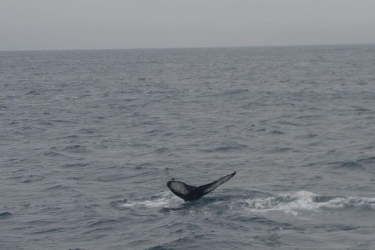 Reykjavik: Whale Watching and Dolphin Watching Yacht Cruise - Experience Highlights